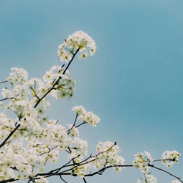 Spring: The Season of Renewal